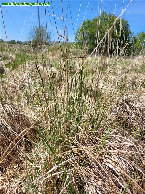 Carex lasiocarpa