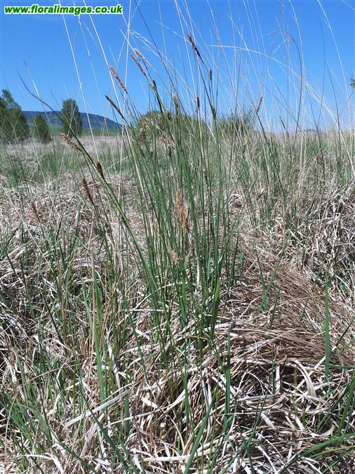 Carex lasiocarpa