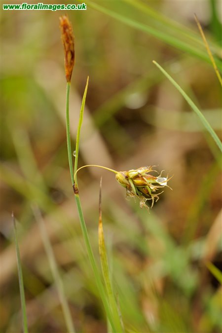 Carex limosa