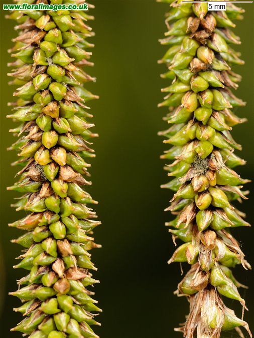 Carex pendula
