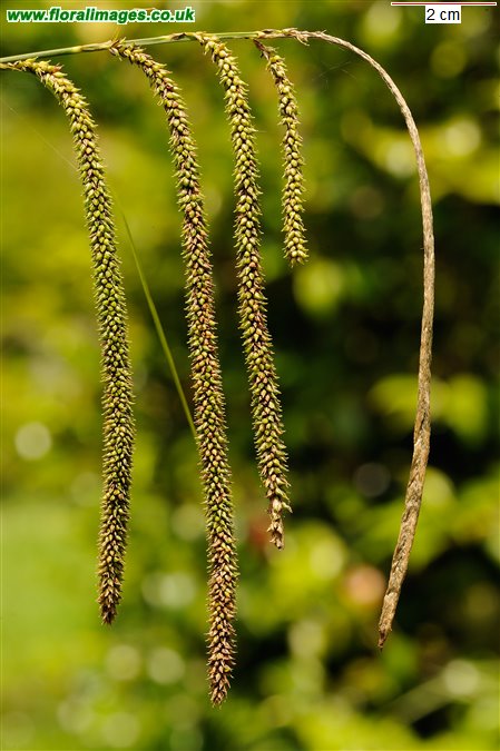 Carex pendula