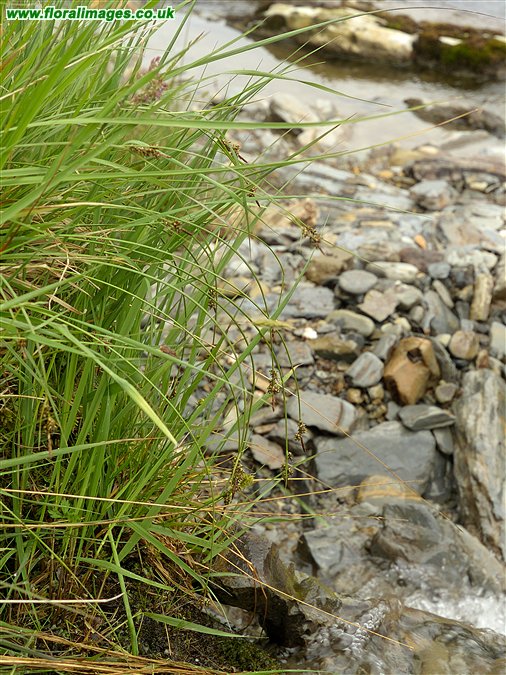 Carex pilulifera