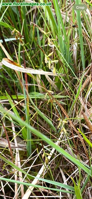 Carex pulicaris