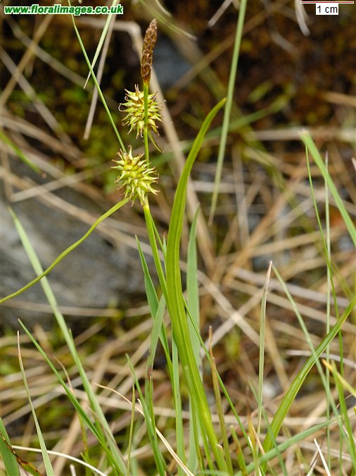 Carex sp