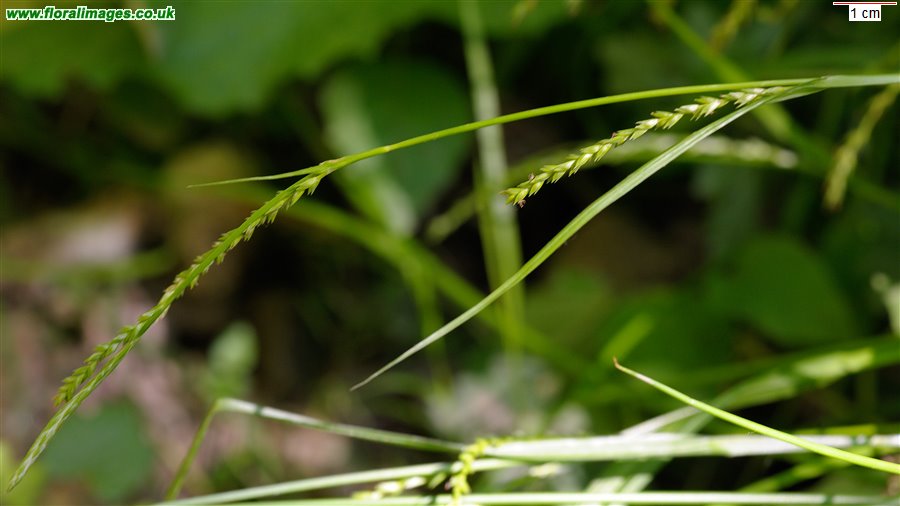 Carex strigosa