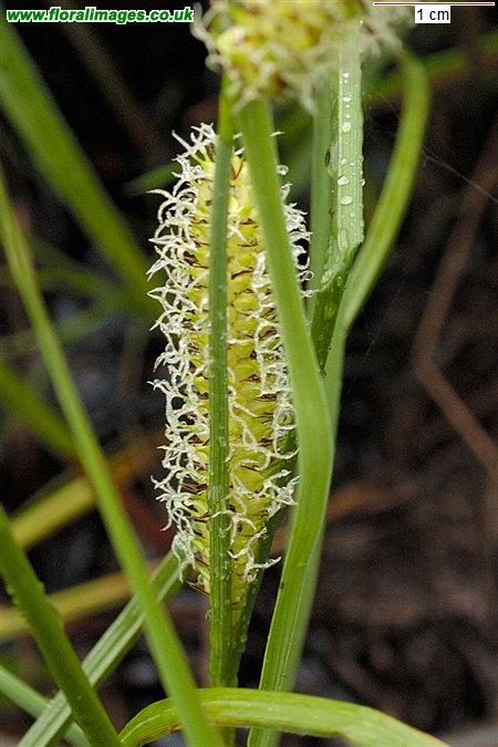 Carex vesicaria