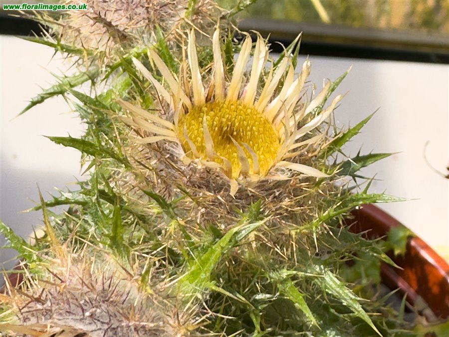 Carlina vulgaris