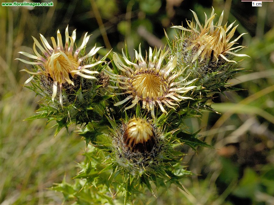 Carlina vulgaris