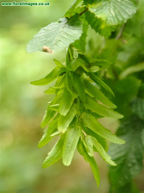 Carpinus betulus