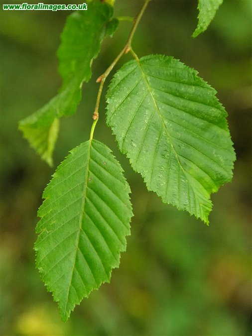 Carpinus betulus