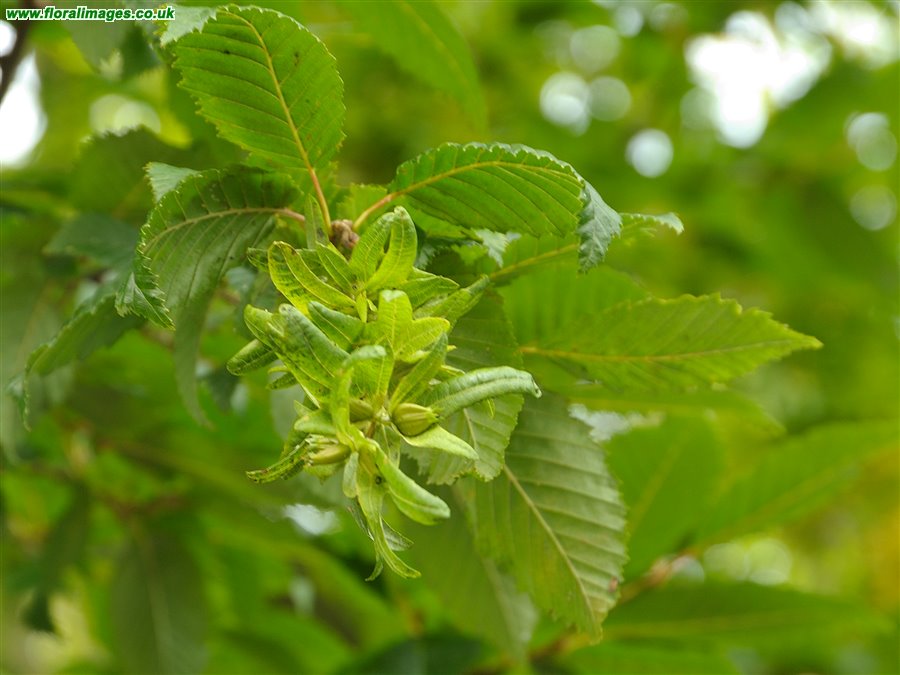 Carpinus betulus