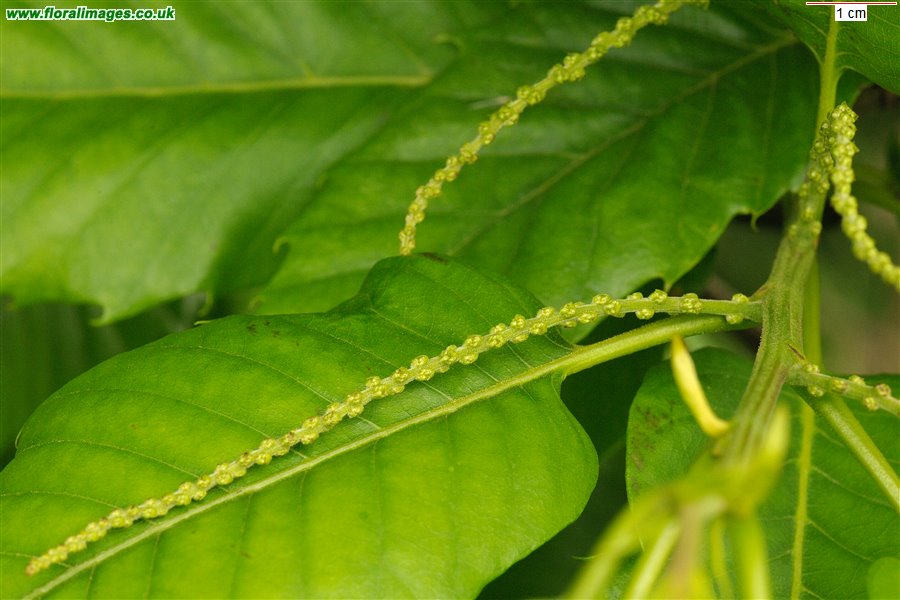 Castanea sativa