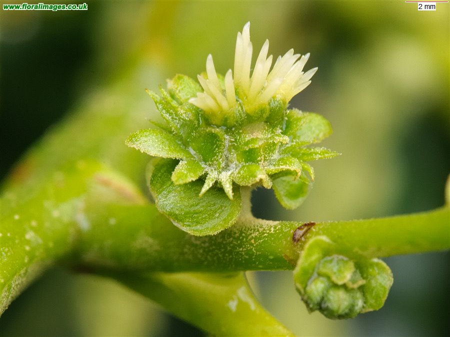 Castanea sativa