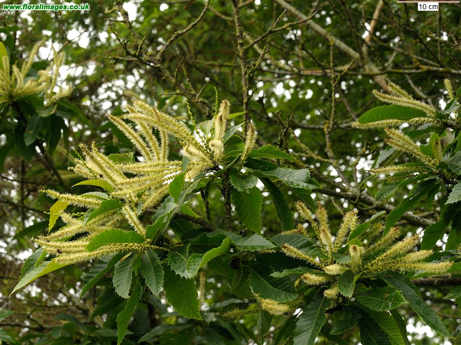 Castanea sativa
