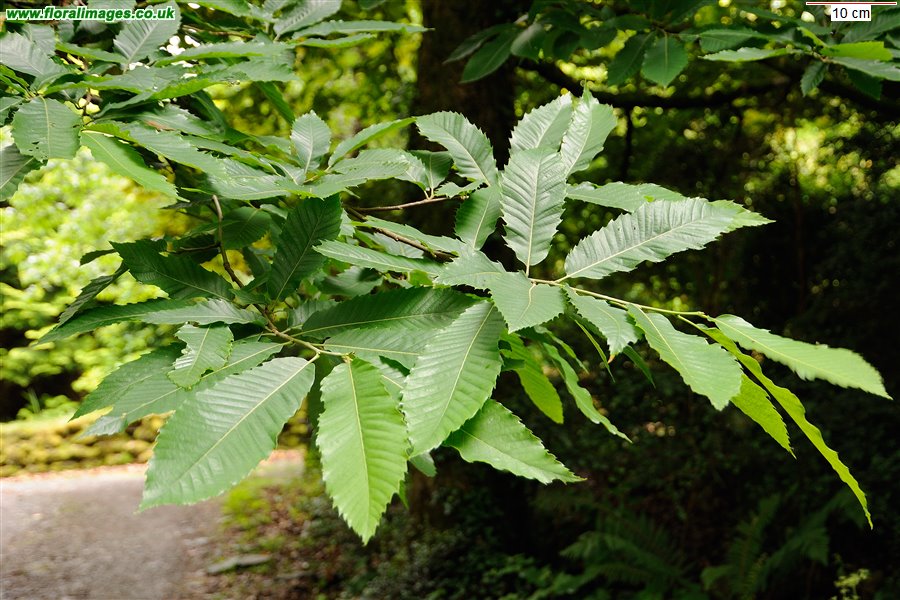 Castanea sativa