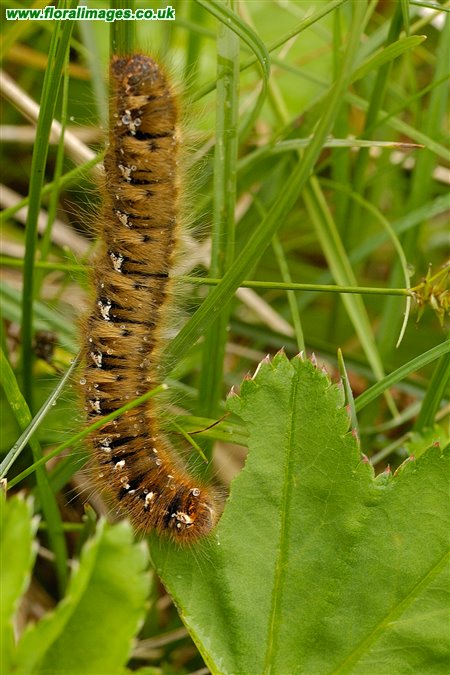 Caterpillar on Alchemilla