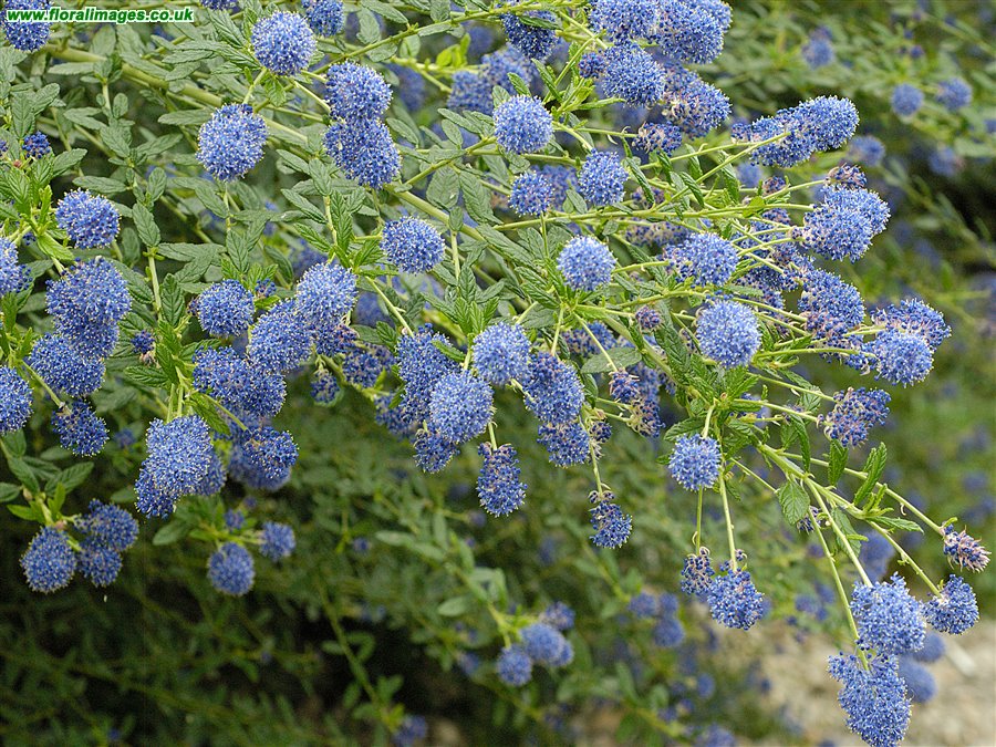 Ceanothus sp.