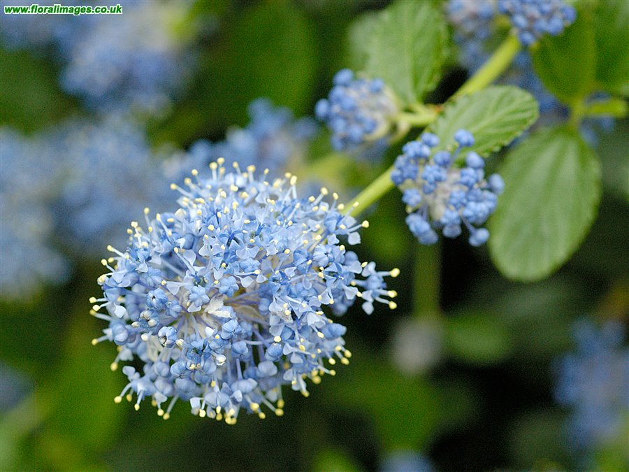 Ceanothus thyrsiflorus