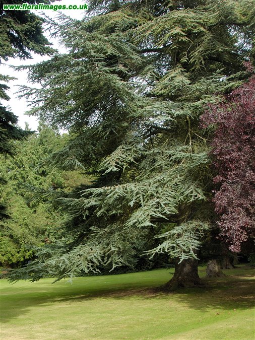Cedrus atlantica