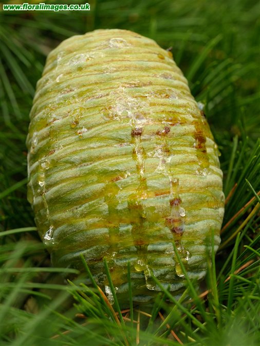 Cedrus deodara