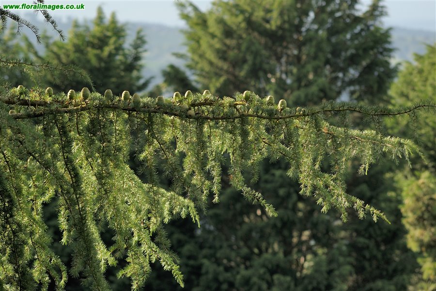 Cedrus deodara