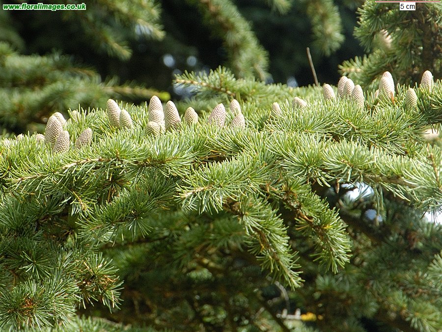 Cedrus libani