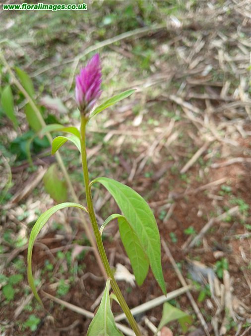 Celosia argentea