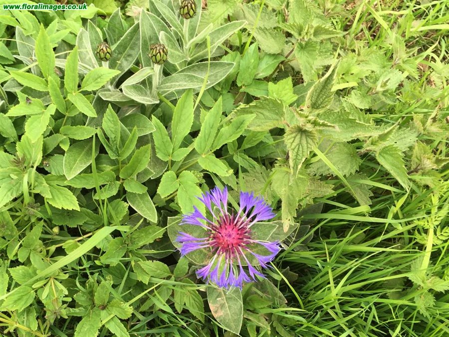 Centaurea montana