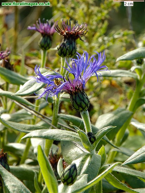 Centaurea montana