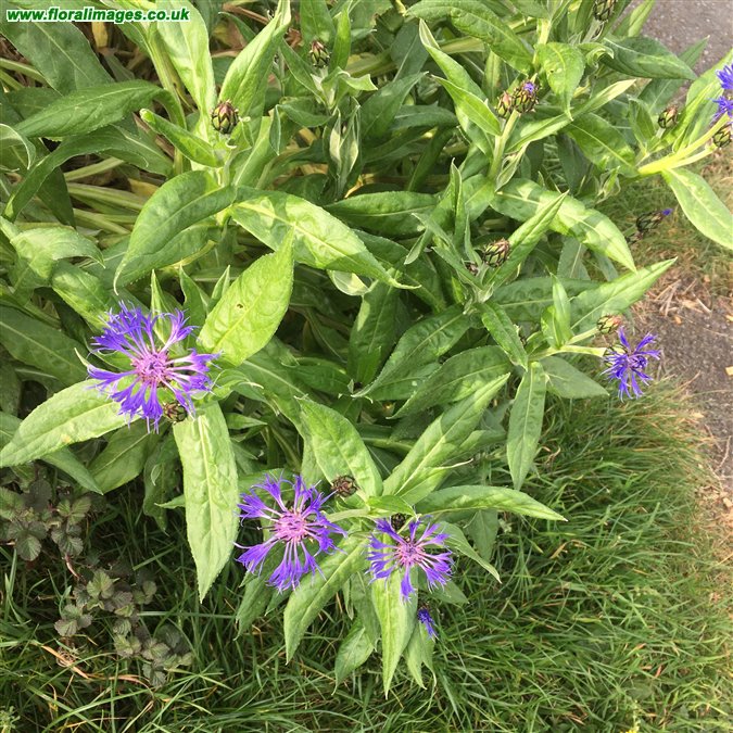 Centaurea montana
