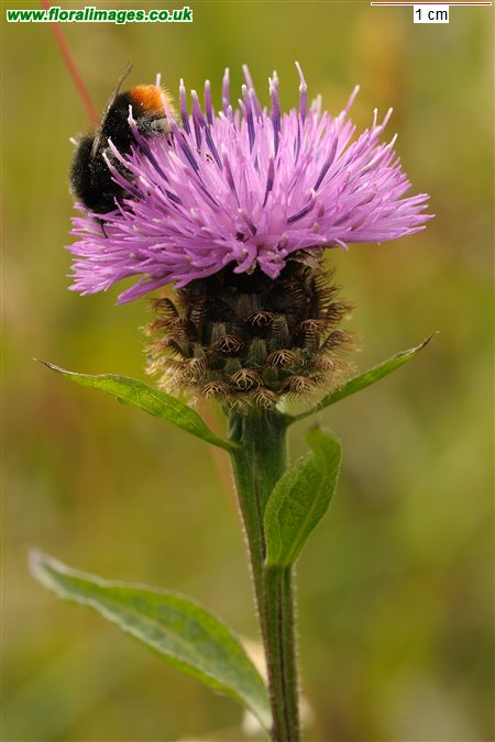 Centaurea nigra