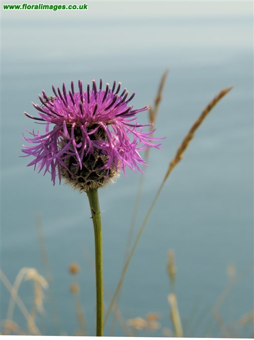 Centaurea scabiosa
