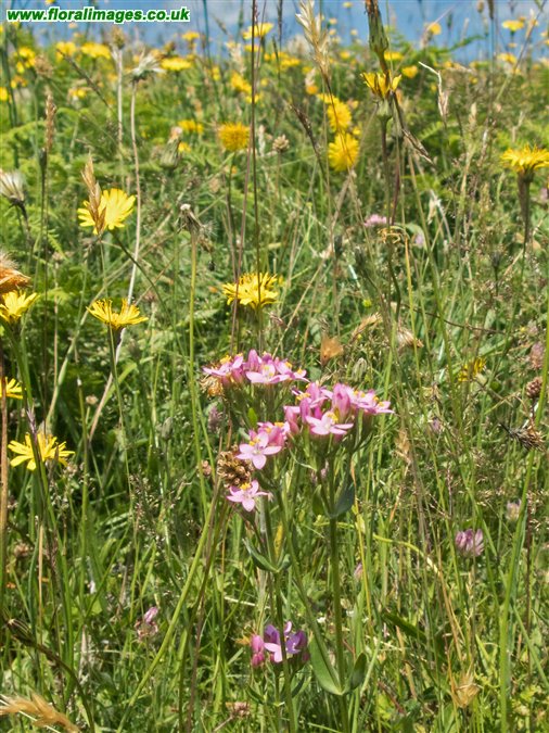 Centaurium erythraea