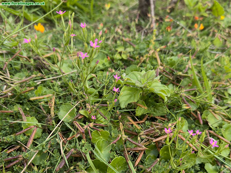 Centaurium pulchellum
