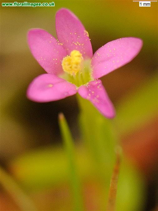 Centaurium pulchellum