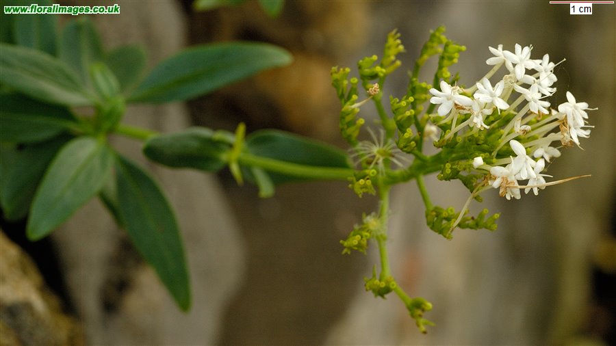 Centranthus ruber