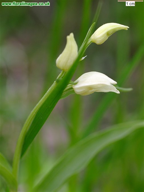 Cephalanthera damasonium