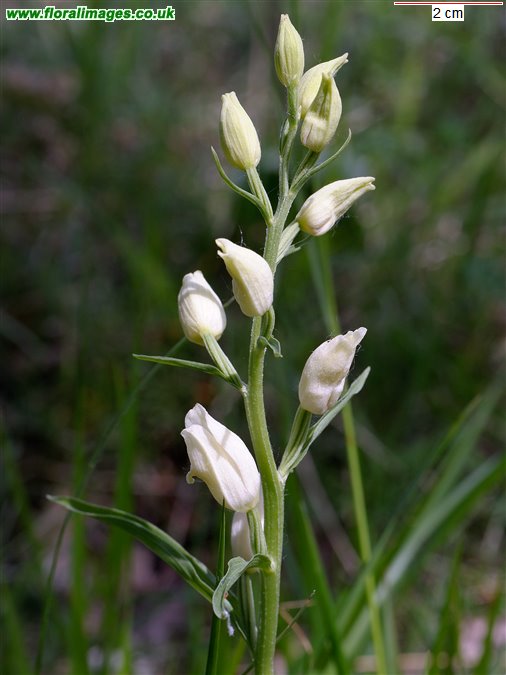 Cephalanthera damasonium