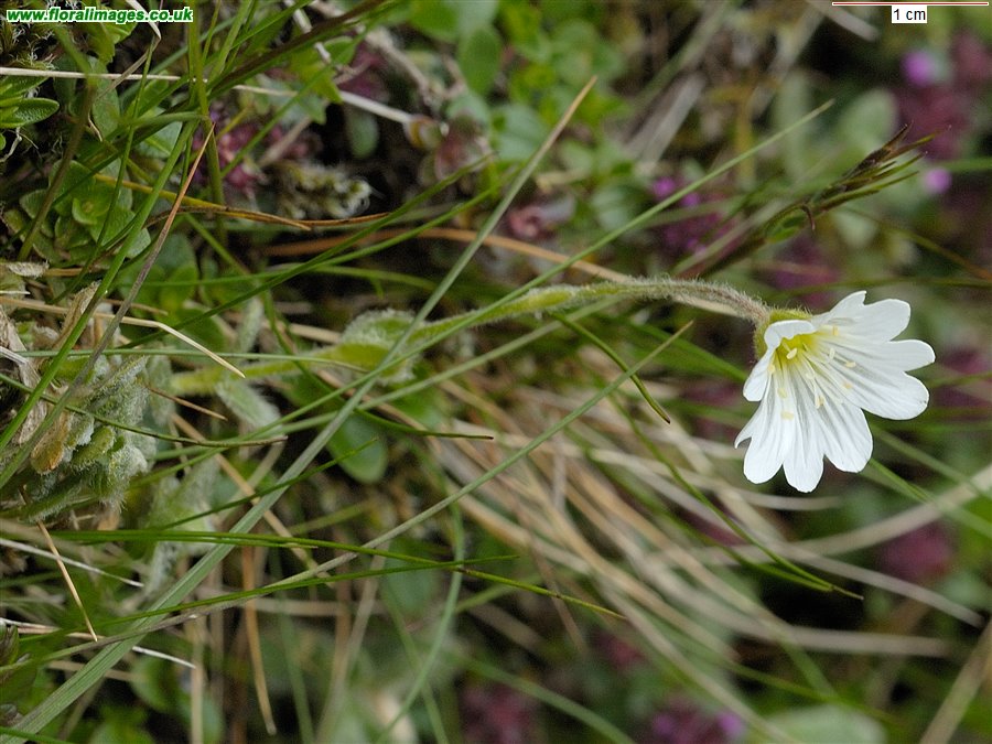 Cerastium alpinum