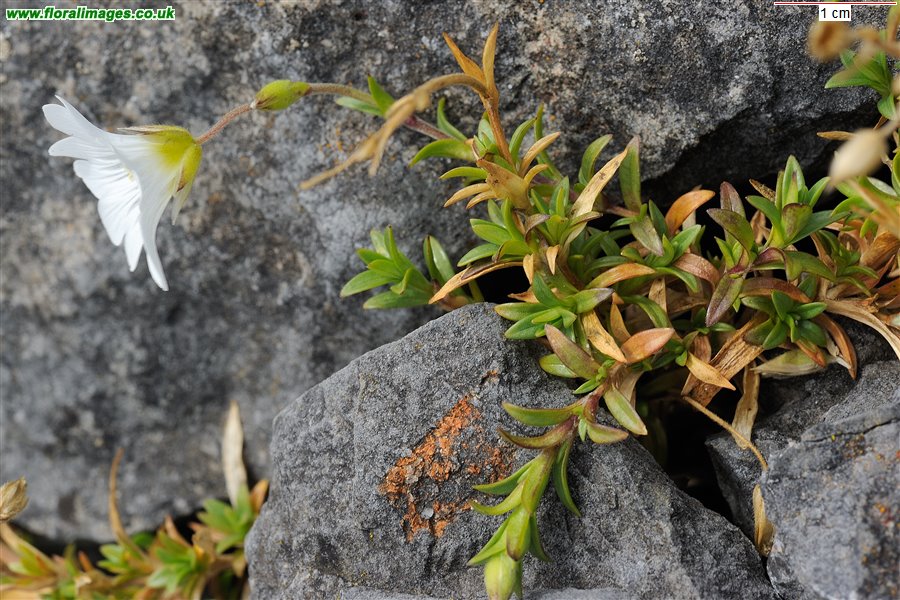 Cerastium arvense