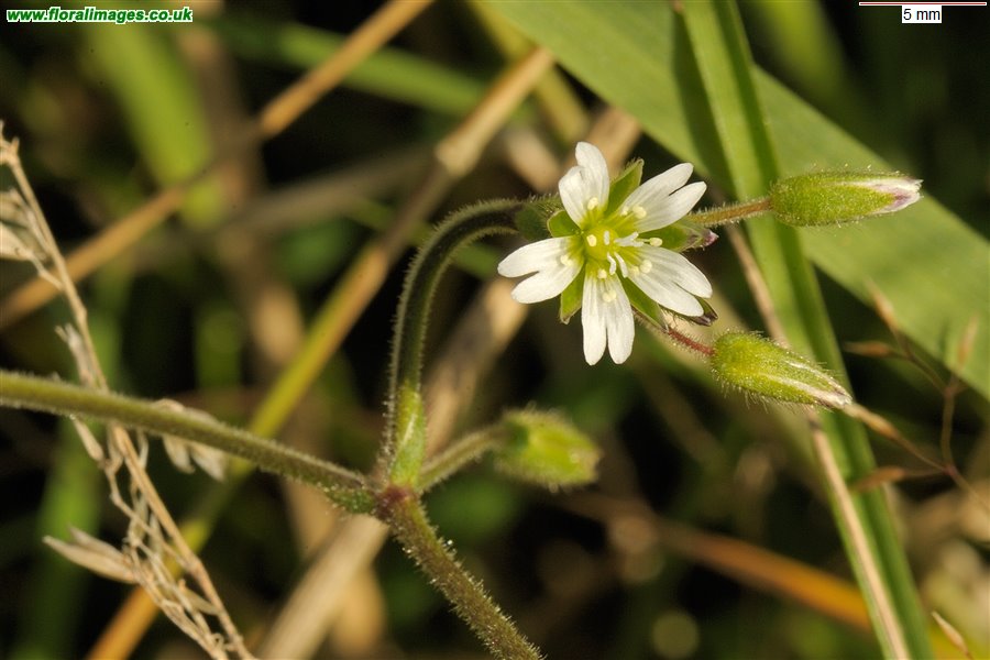 Cerastium fontanum