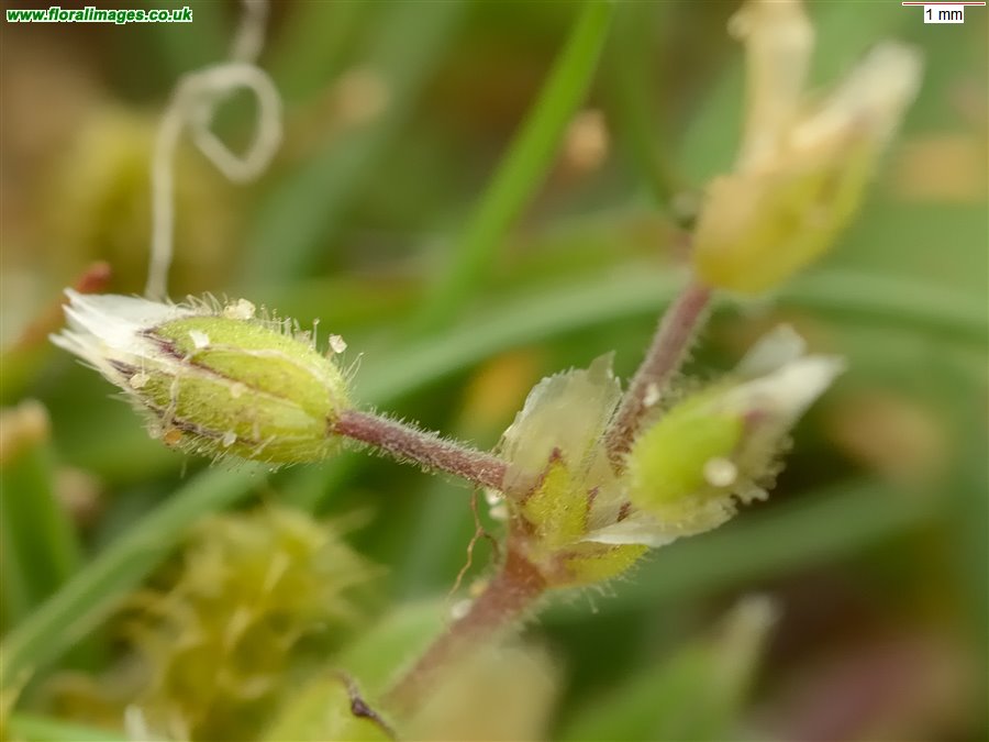 Cerastium semidecandrum