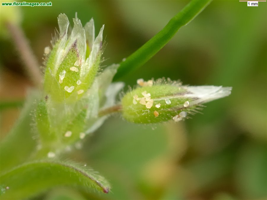 Cerastium semidecandrum