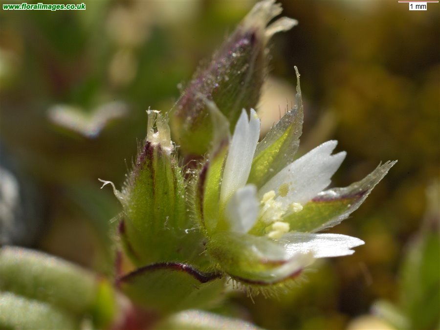 Cerastium semidecandrum