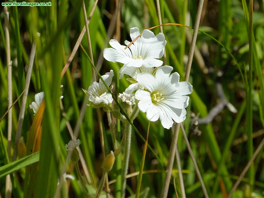 Cerastium x maureri