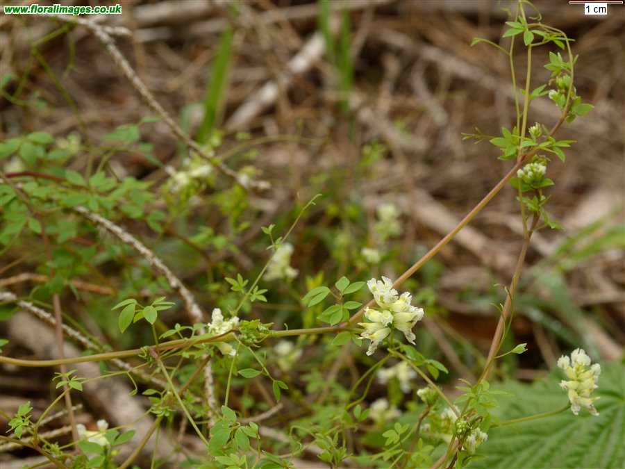 Ceratocapnos claviculata