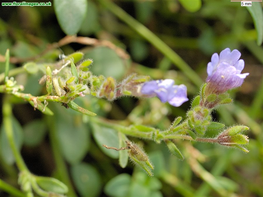 Chaenorhinum origanifolium