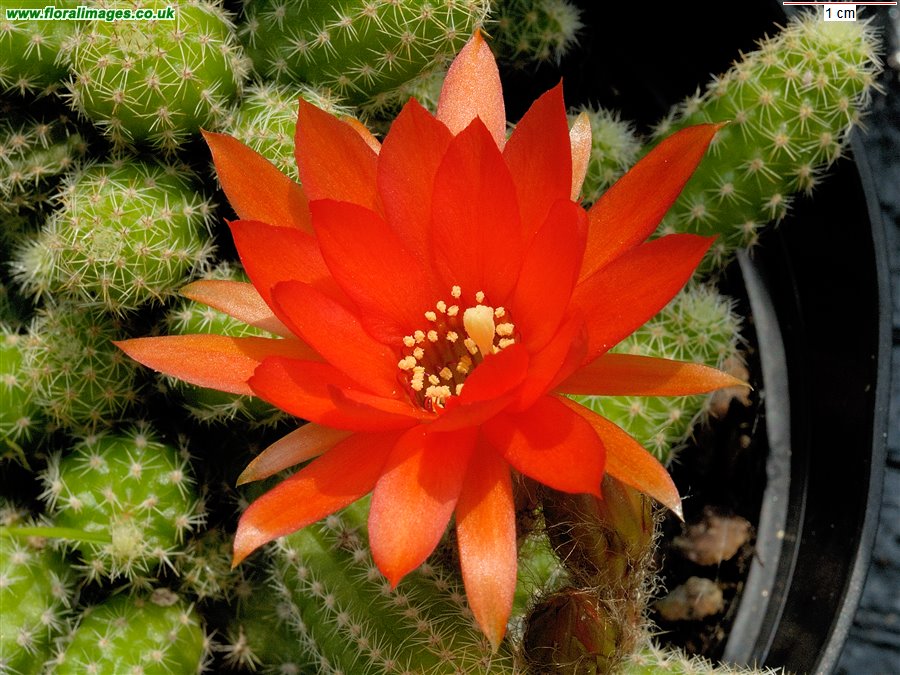 Chamaecereus silvestri