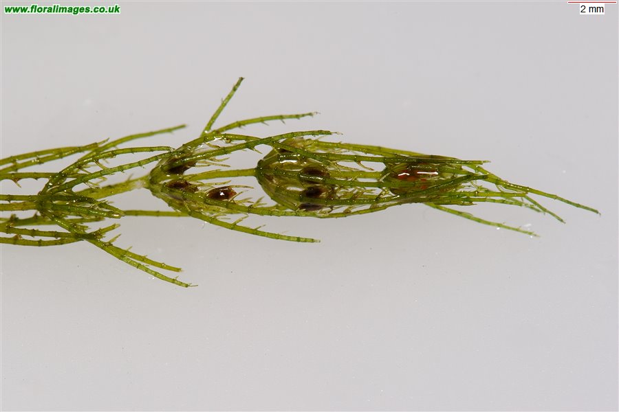 Chara virgata