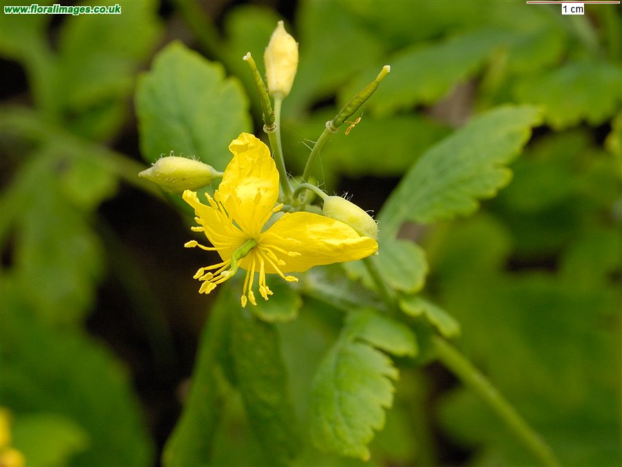 Chelidonium majus